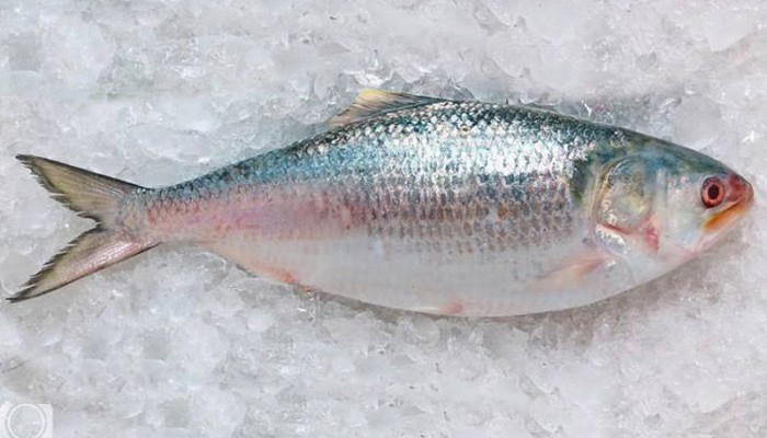 এবার ইলিশ মাছে অভিনব প্রতারণা, অবাক ক্রেতা