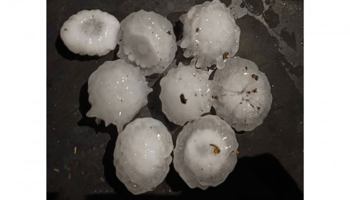 আধাঘণ্টার শিলাবৃষ্টিতে ঠাকুরগাঁওয়ে কৃষকের স্বপ্ন ভঙ্গ