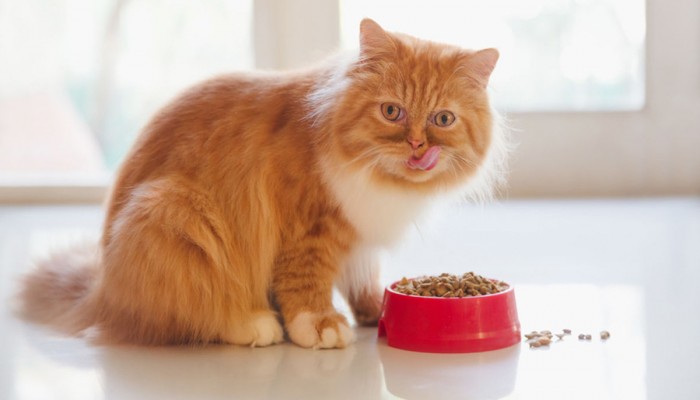 শুধু বিড়ালকে খাবার খাইয়েই চীনা তরুণের আয় ২৮ লাখ!